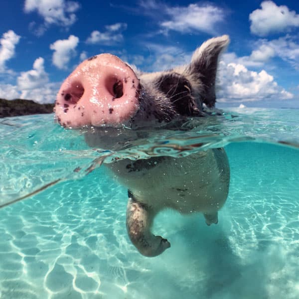 Pig Island Snorkel Excursion